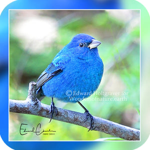 Birds - Indigo Bunting