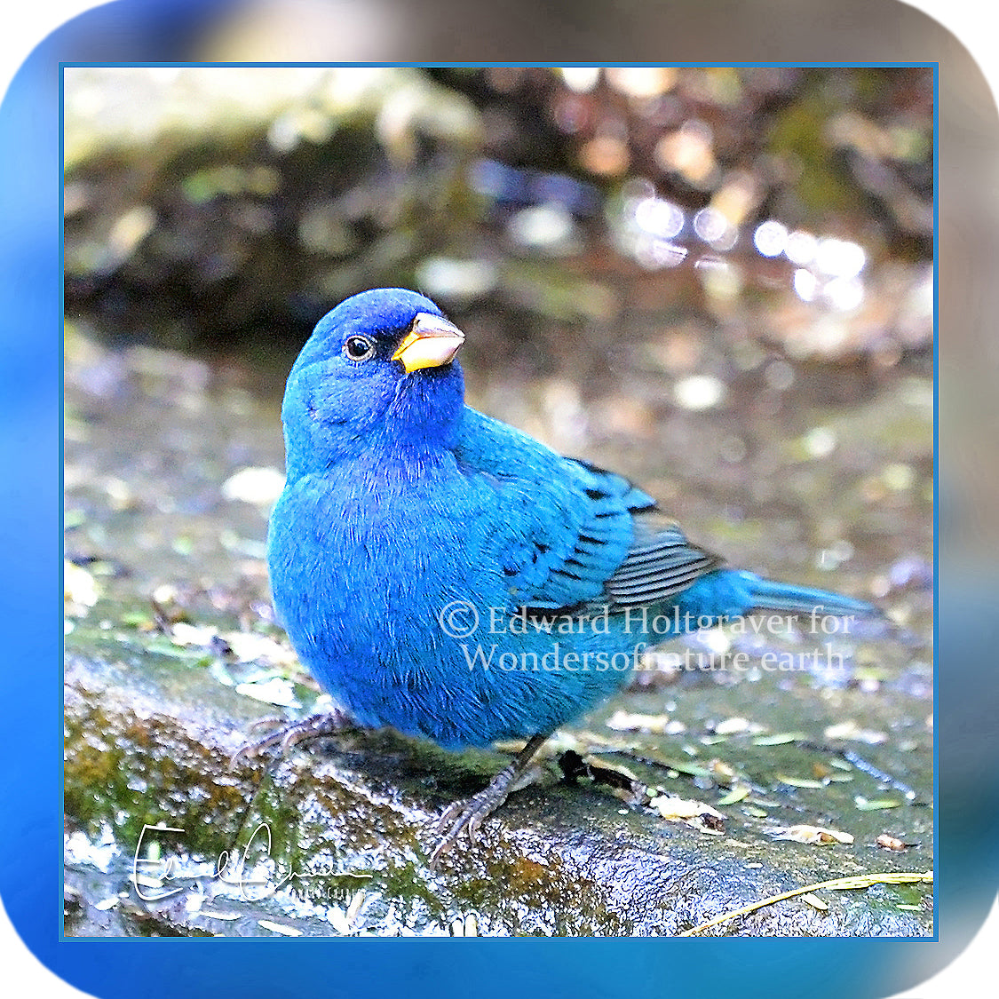 Birds - Indigo Bunting
