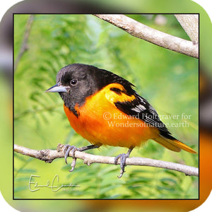 Birds - Baltimore Oriole