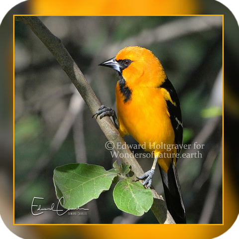 Birds - Altamira Oriole