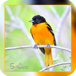 Baltimore Oriole