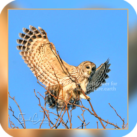Birds - Barred Owl landing in a tree