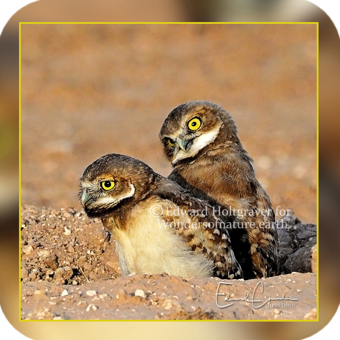 Birds - Burrowing Owl Brothers