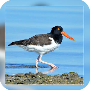 Oyster Catcher