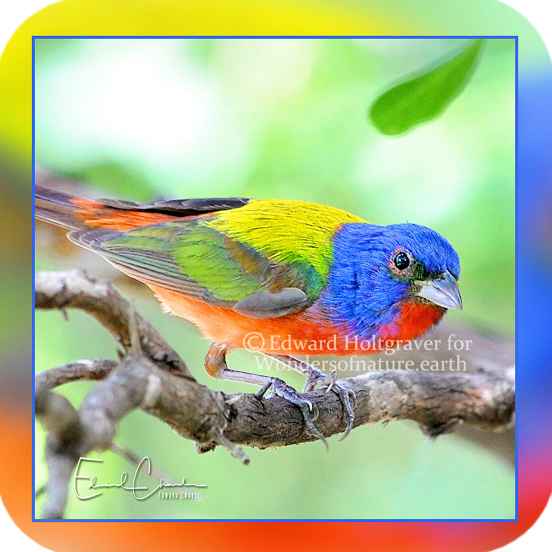 Birds - Painted Bunting
