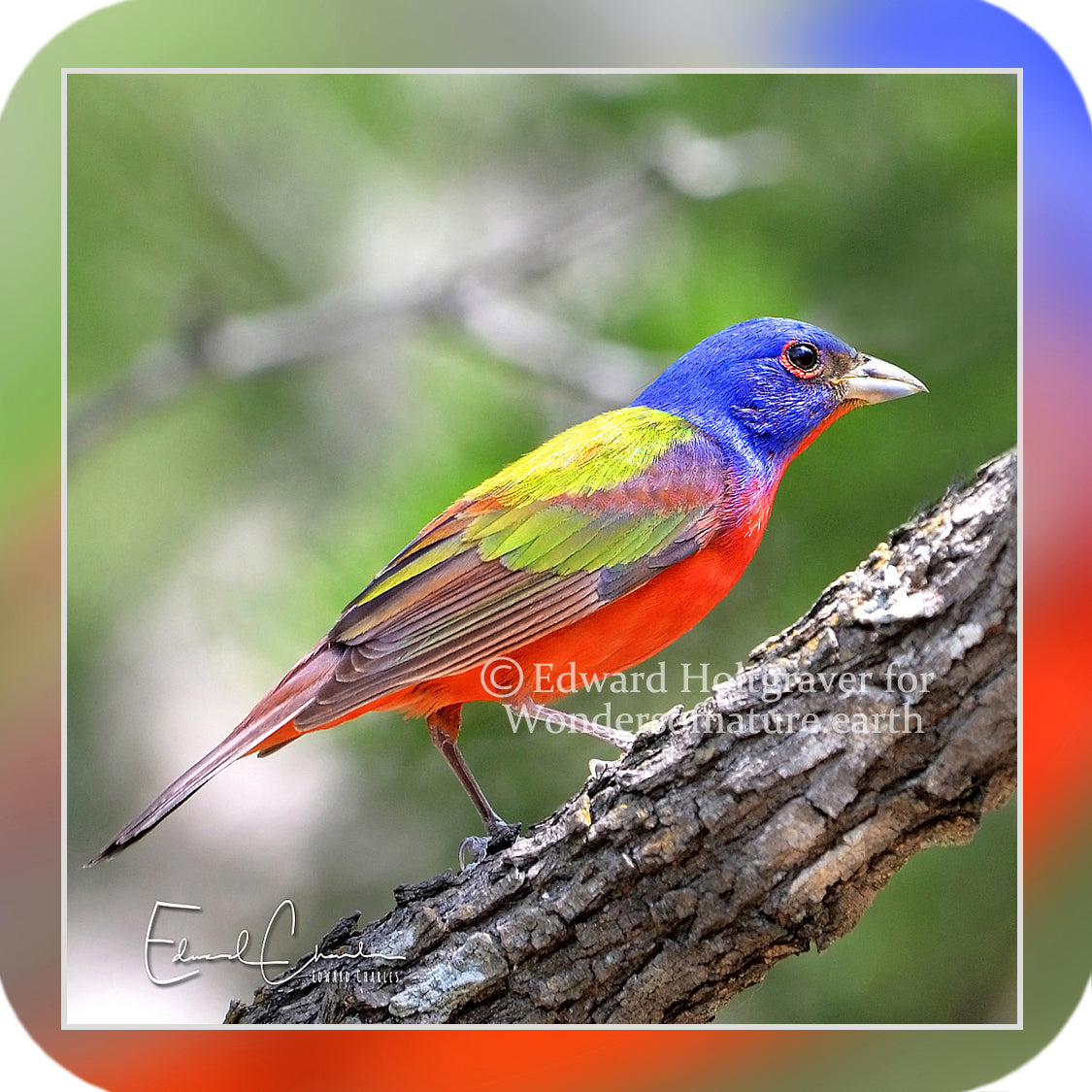 Birds - Painted Bunting
