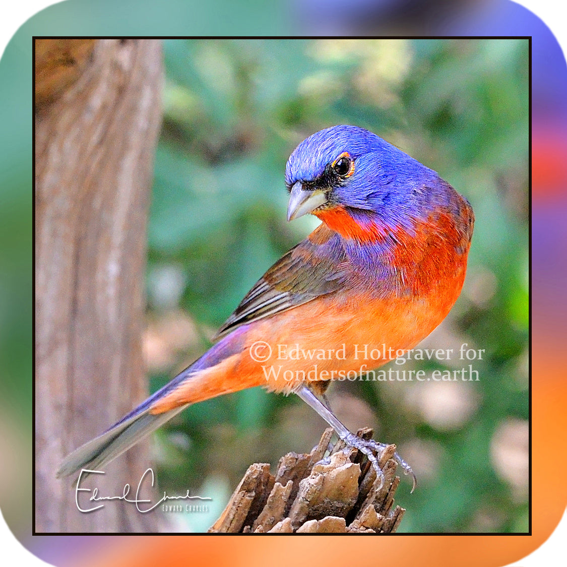 Birds - Cinnamon Bunting