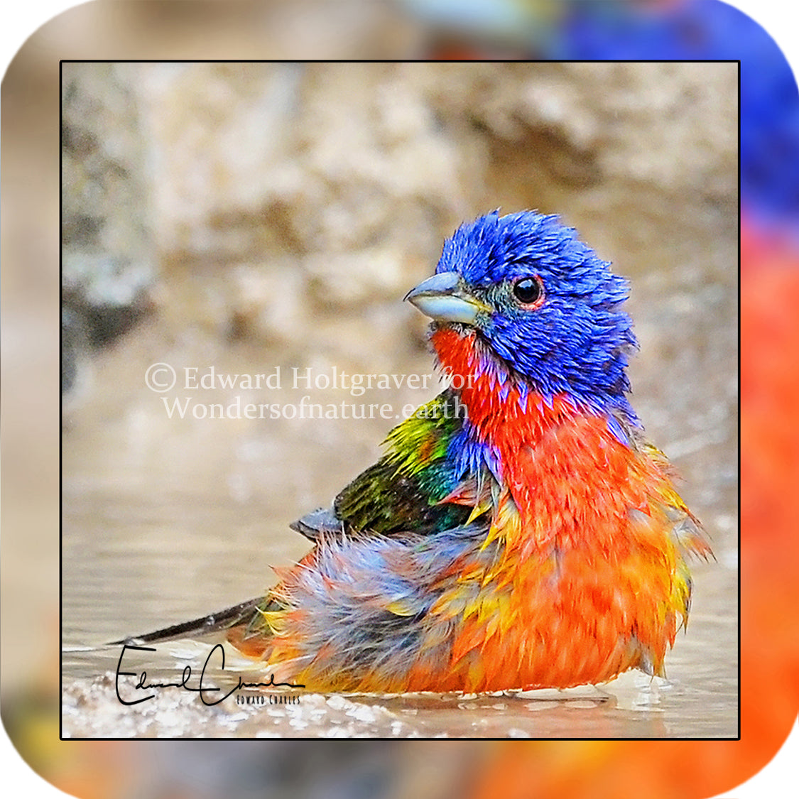 Birds - Painted Bunting