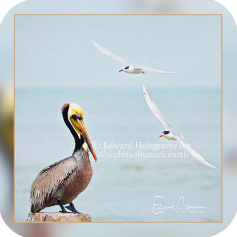 Birds - Pelicans and Seagulls