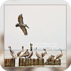 Birds - Pelican Group