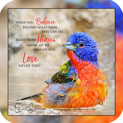 Painted Bunting Poem