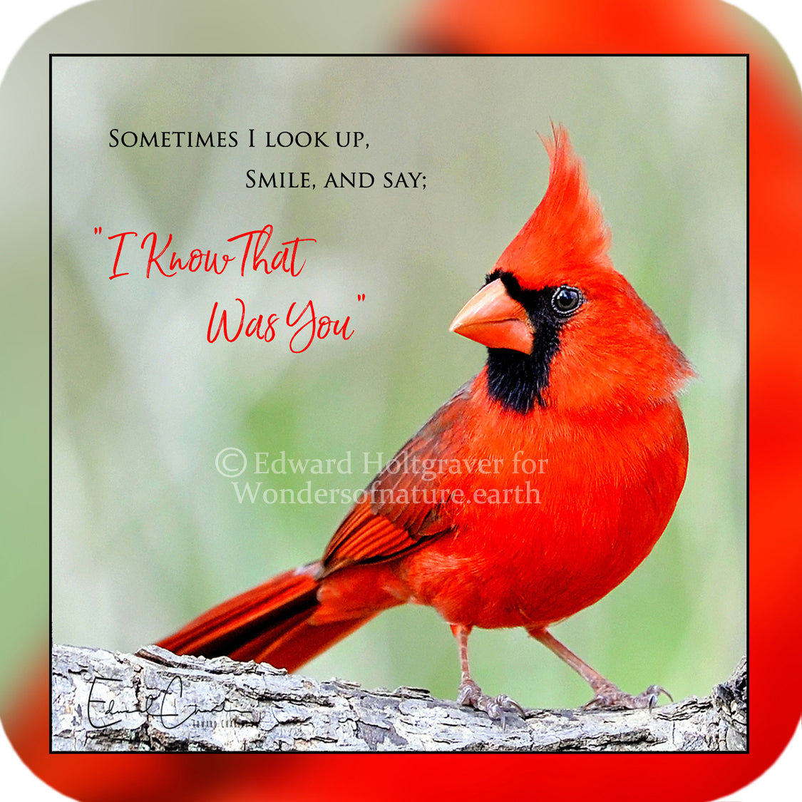 Cardinal Poem