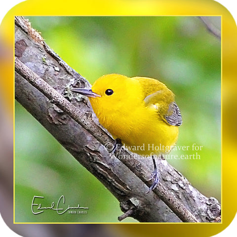 Birds - Prothonotary Warbler