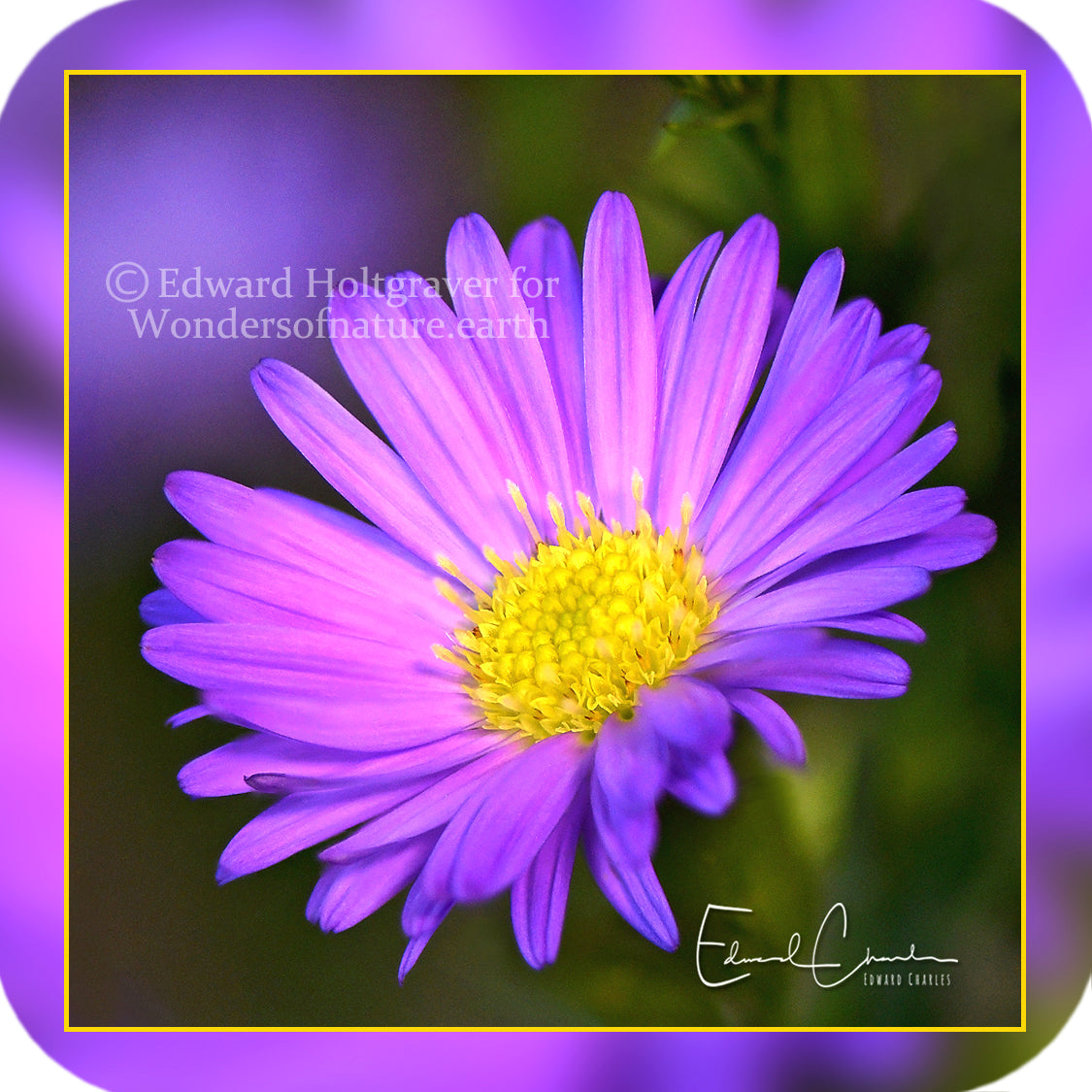 Flowers - Purple Daisy