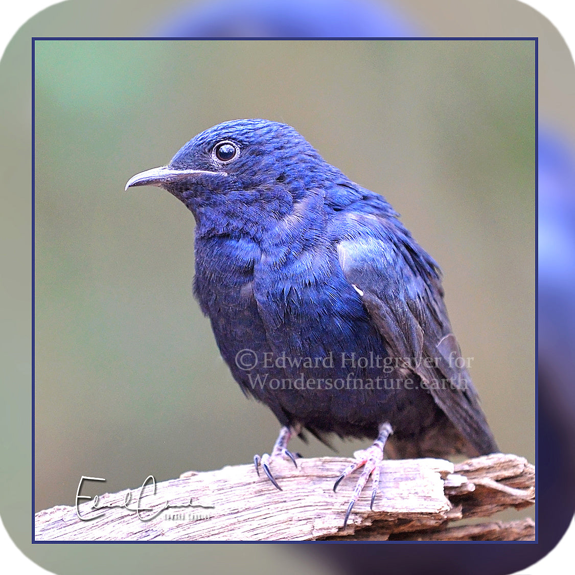 Purple Martin