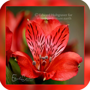 Flowers - Red Flower