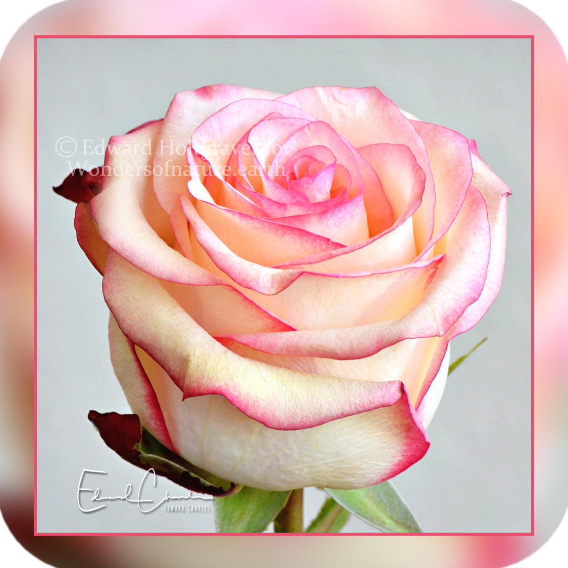 Flowers - Pink Rose