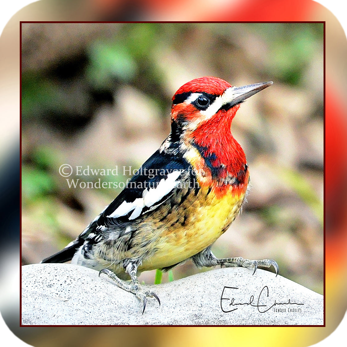 Birds - Sapsucker Hybrid