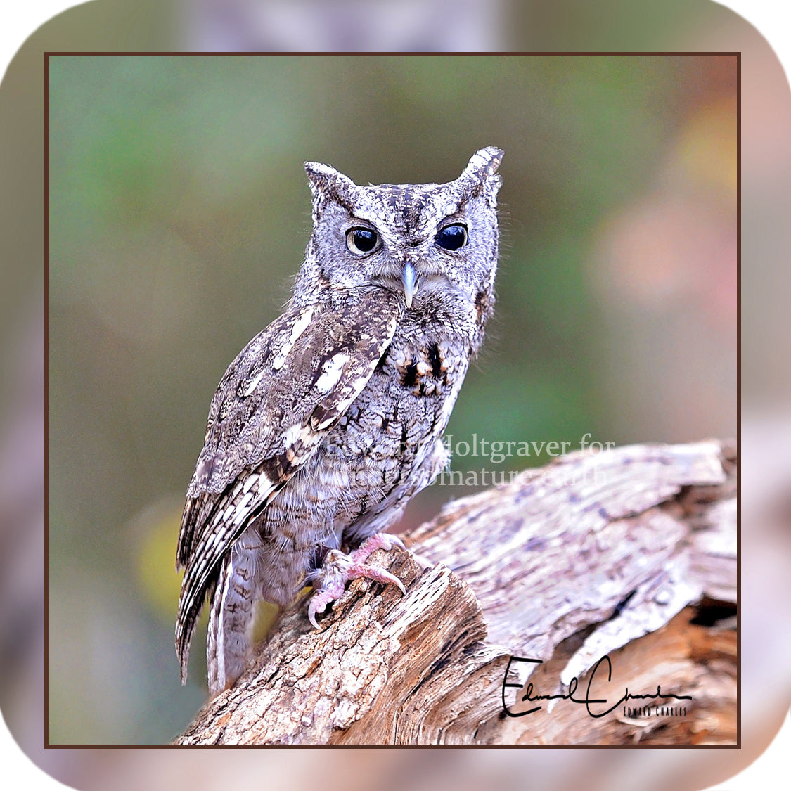 Eastern Screech Owl