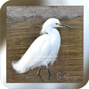 Birds - Snowy Egret