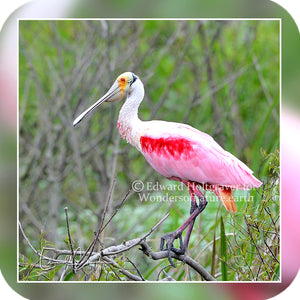 Birds - Roseate Spoonbills