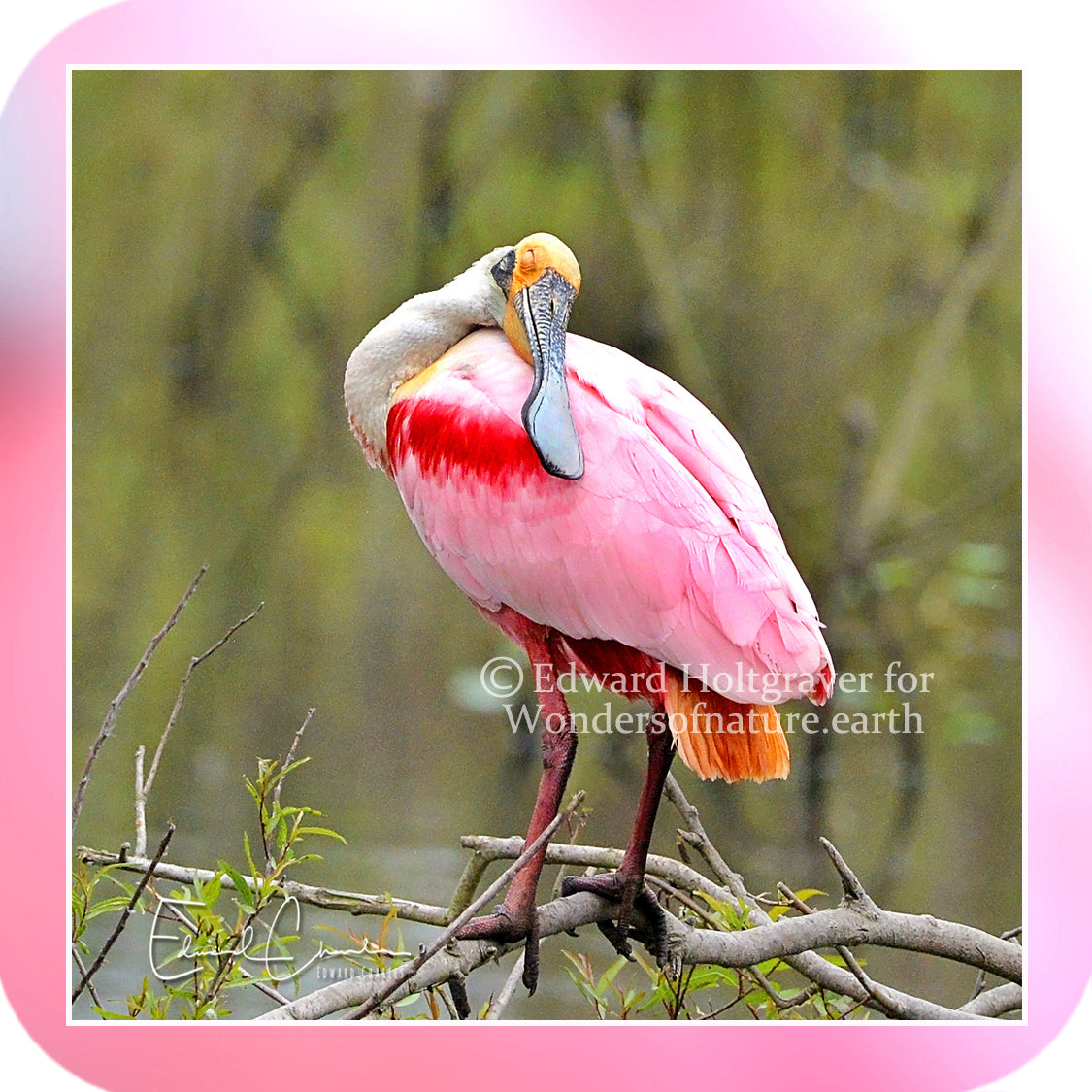 Birds - Roseate Spoonbills