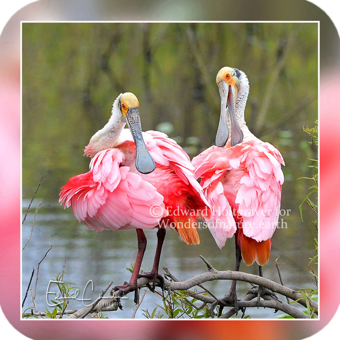 Birds - Roseate Spoonbills