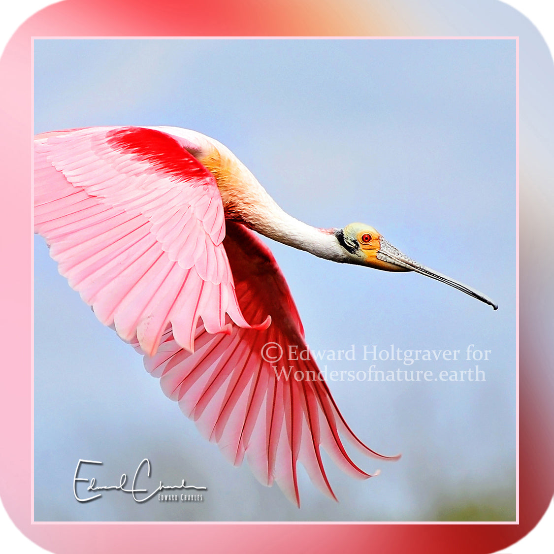 Birds - Roseate Spoonbill