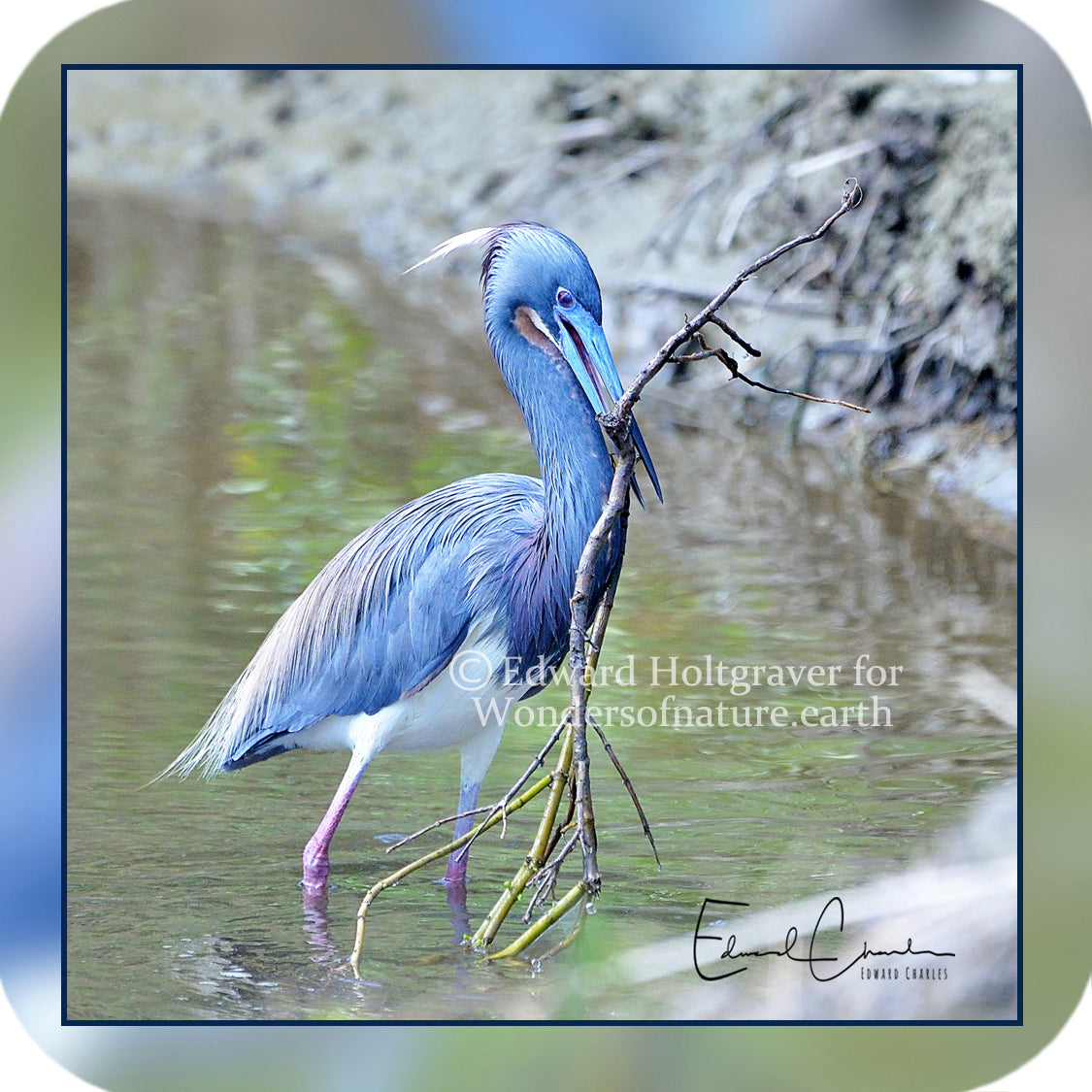 Birds - Tri-Colored Heron