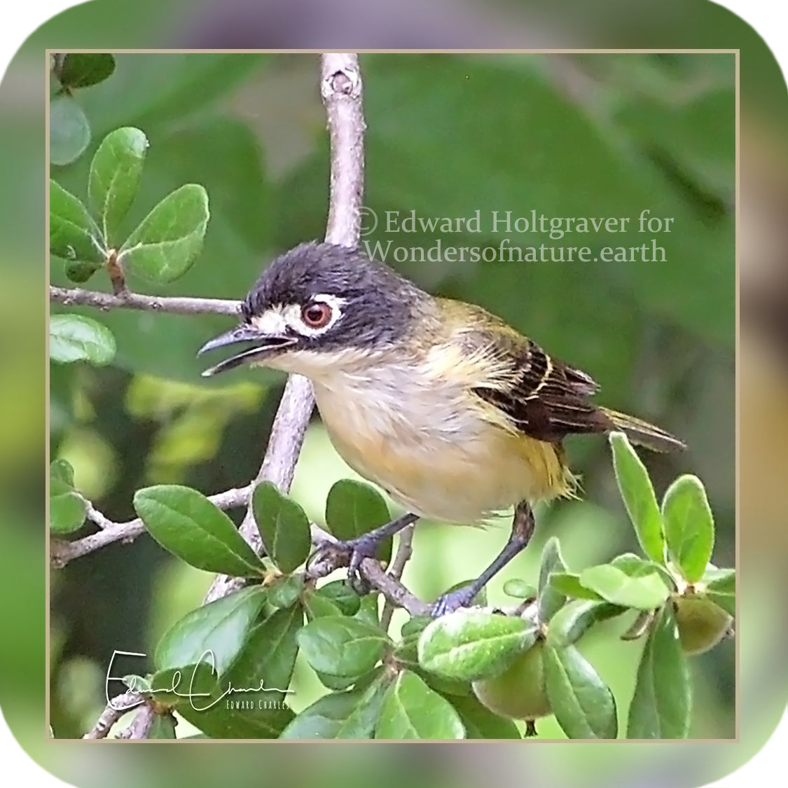 Birds - Black-clapped Vireo