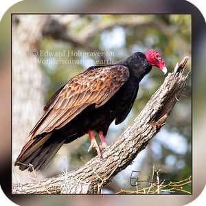 Birds - Vulture