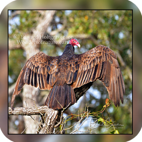 Birds - Vulture