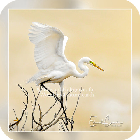 Birds - Great White Egret 2