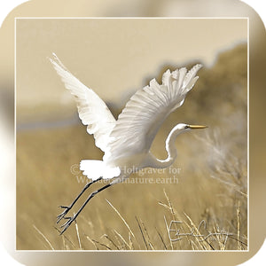 Birds - Great White Egret