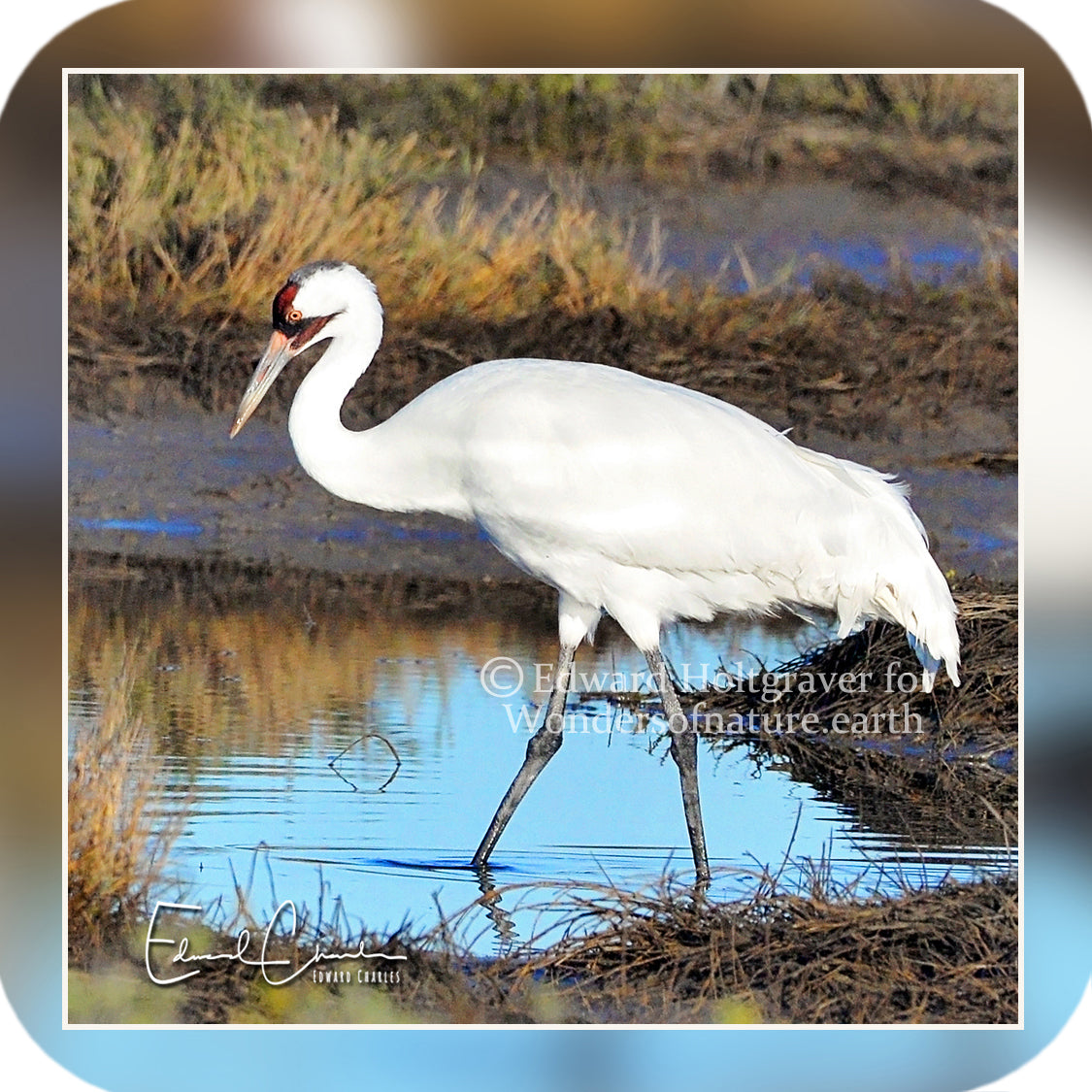 Birds - Whooping Crane