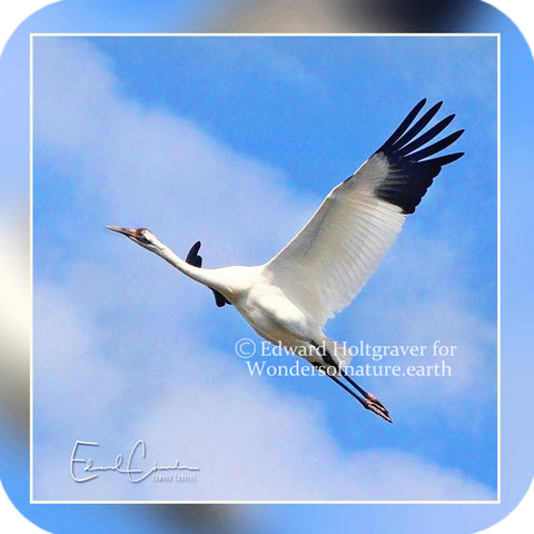 Birds - Whooping Crane