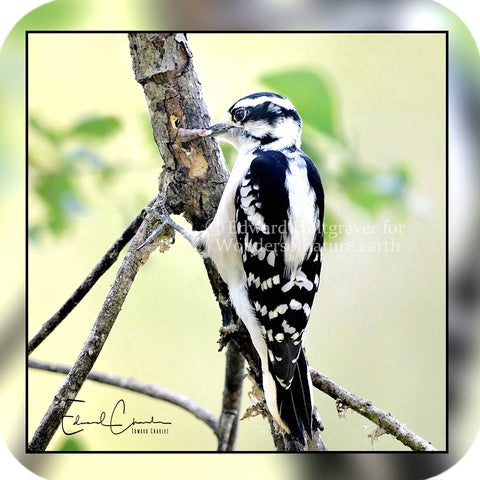 Birds - Downy Woodpecker