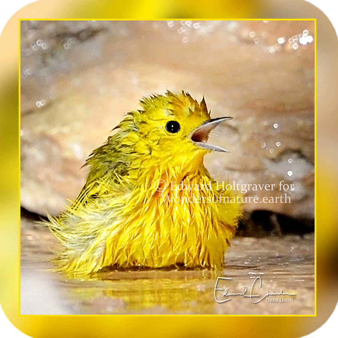 Birds - Yellow Warbler