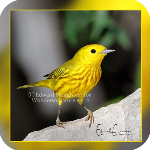 Birds - Yellow Warbler