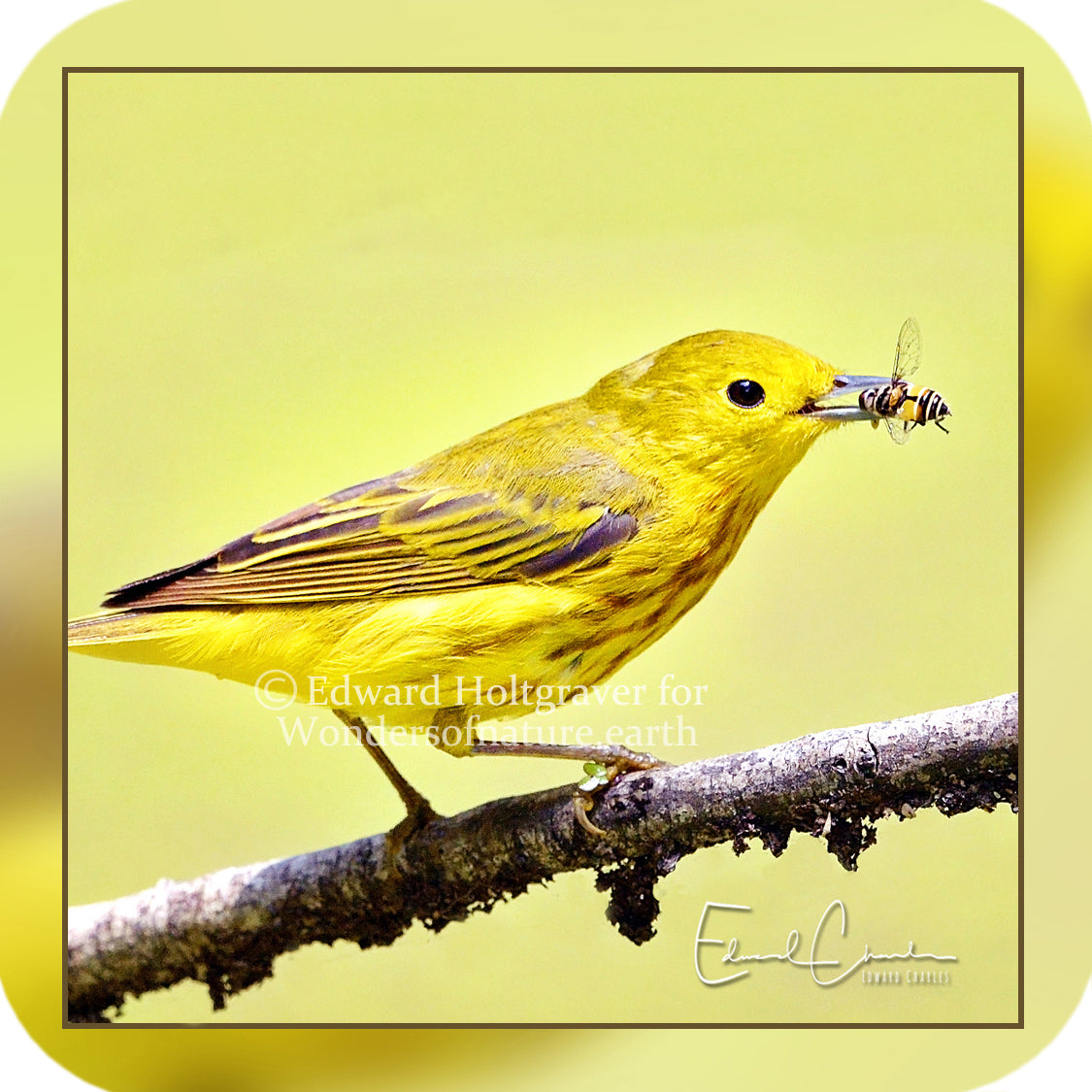 Birds - Yellow Warbler