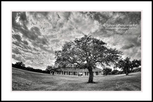 Winter Tree at Fort McKavett, Texas 20" x 30"