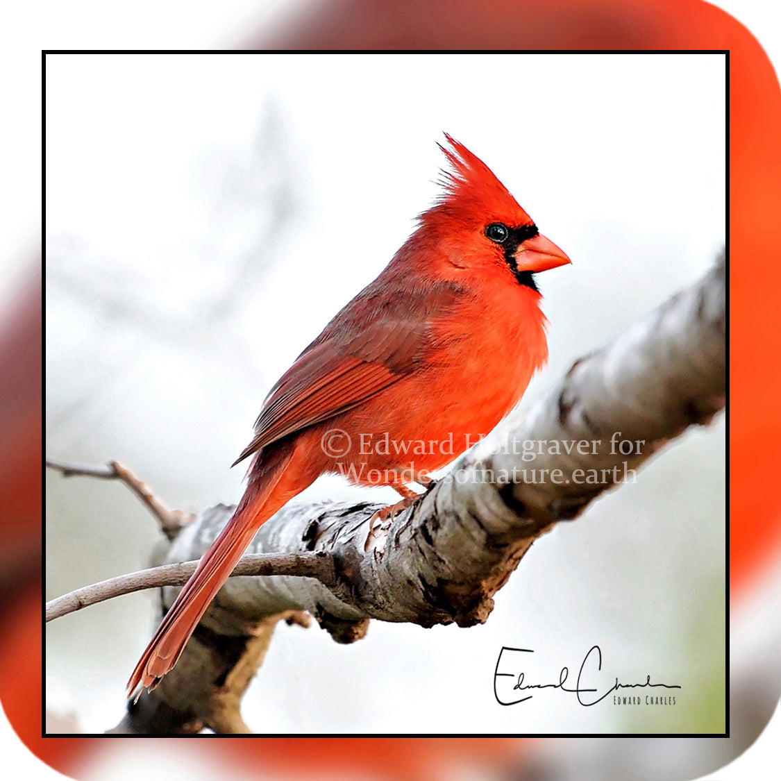 Birds - Cardinal