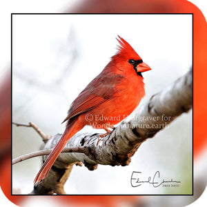 Birds - Cardinal