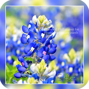 Flowers - Bluebonnets