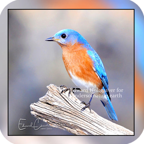 Birds - Eastern Bluebird