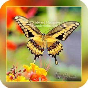 Butterflies - Giant Swallowtail 2