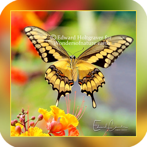 Butterflies - Giant Swallowtail 2