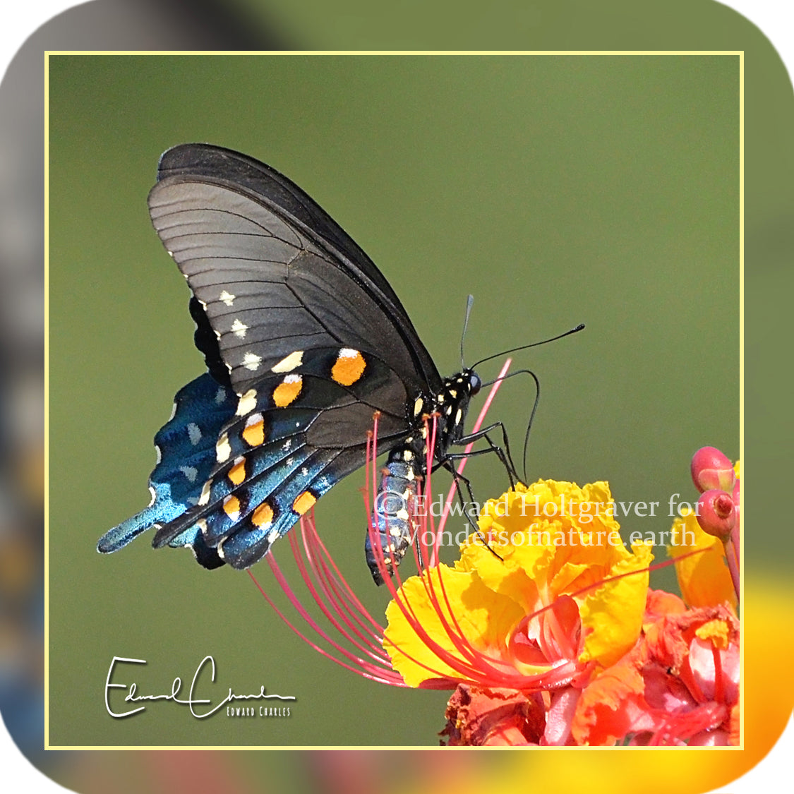 Butterflies - Pipevine Swallowtail