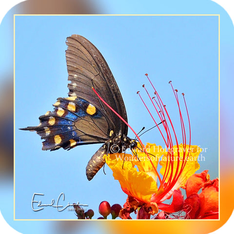 Butterflies - Pipevine Swallowtail