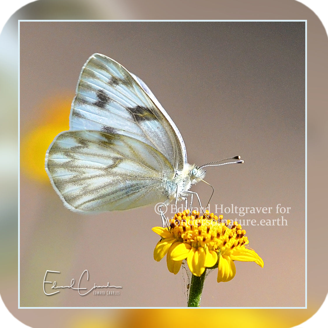 Butterflies - Checkered White